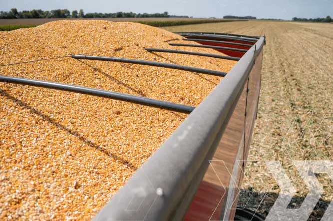 Hopper trailer loaded up with corn during harvest season.