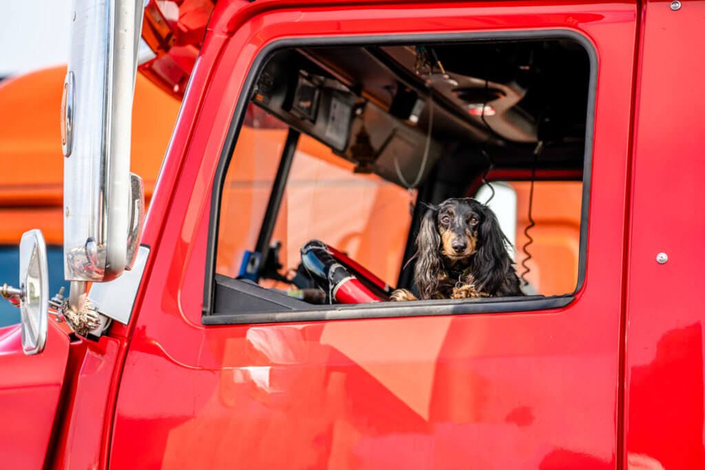 Dog in the cab of a truck.