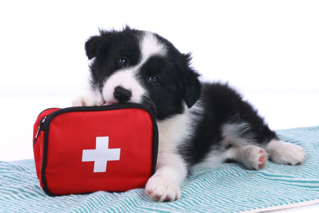 A puppy with it's paw on a first aid kit.