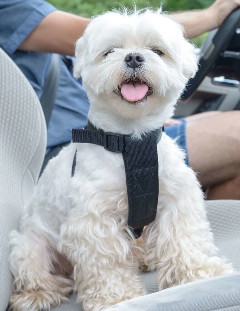 A dog sitting in the passenger seat of a truck with a driver in the seat beside it.