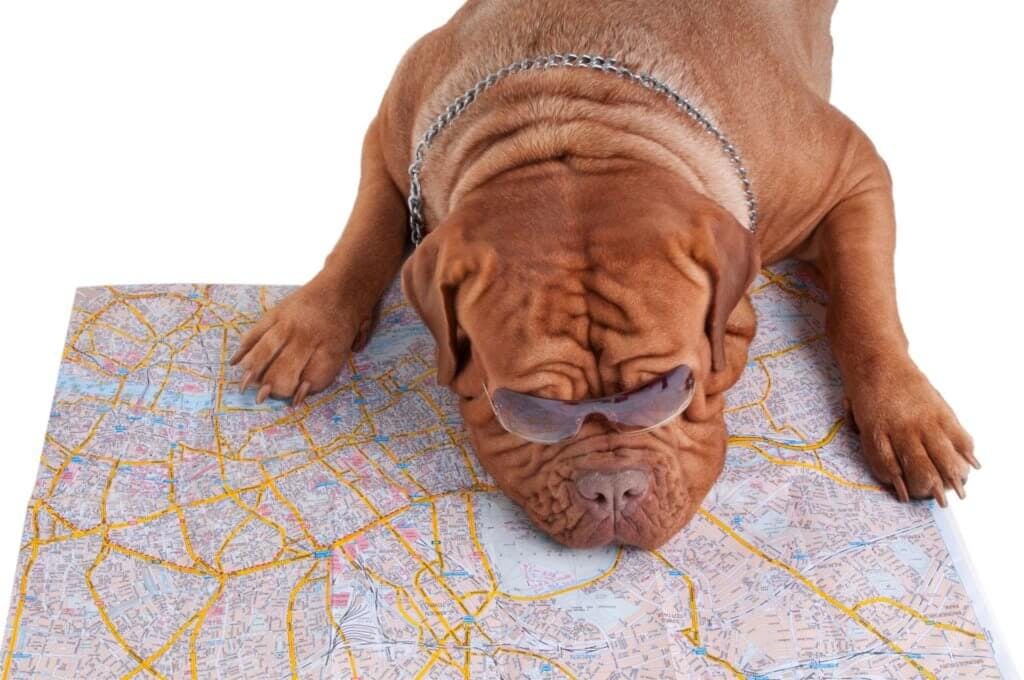 A dog in sunglasses laying on a map.