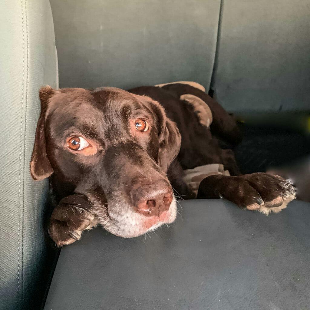 A dog laying in a truck seat.