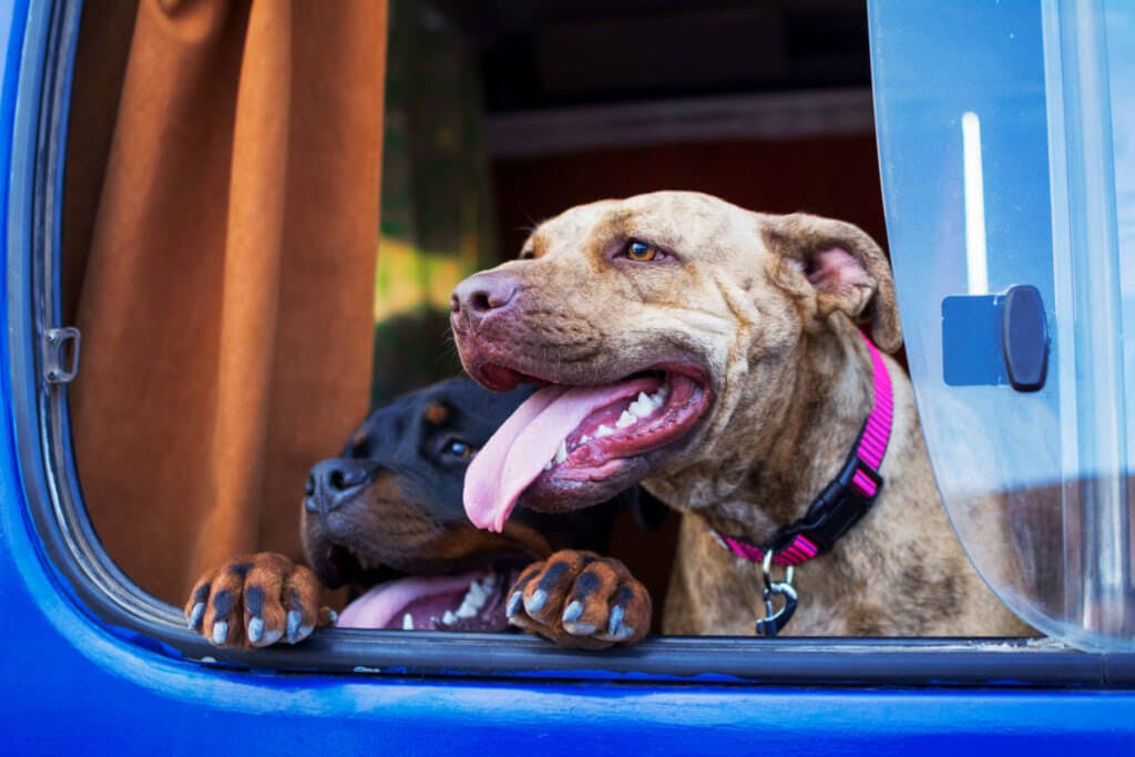 Two dogs looking out of a truck window.