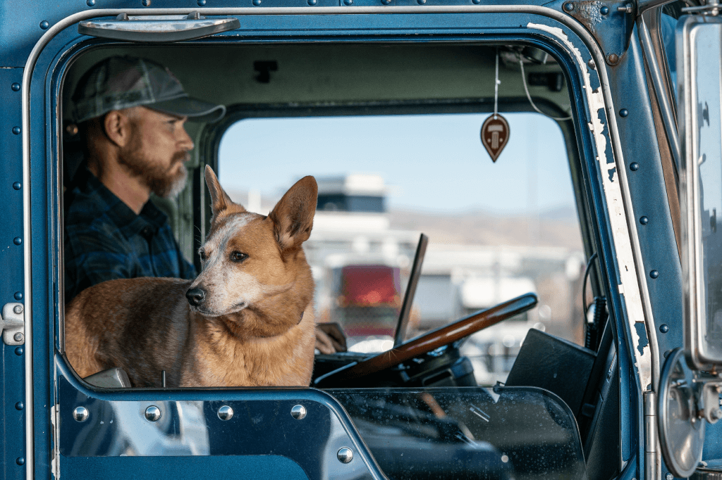 Driver and dog in the cab of a truck.